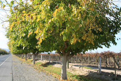 01A IMG_3658 Vineyard outside San Juan on Ruta  20.jpg